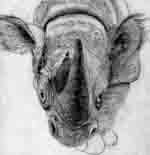 Hodgkinson   rhino